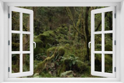 Fototapeta Naklejka Na Ścianę Okno 3D - Woodland in north wales uk 