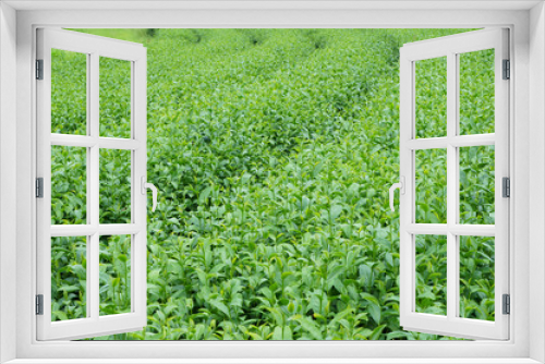 Fototapeta Naklejka Na Ścianę Okno 3D - Green tea leaves on tea plantations