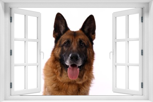 Fototapeta Naklejka Na Ścianę Okno 3D - deutscher Schäferhund Hund Kopf Portrait