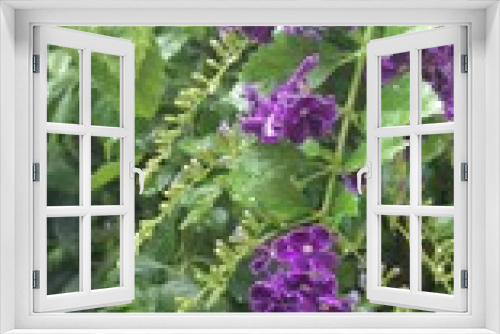 Fototapeta Naklejka Na Ścianę Okno 3D - flower teer