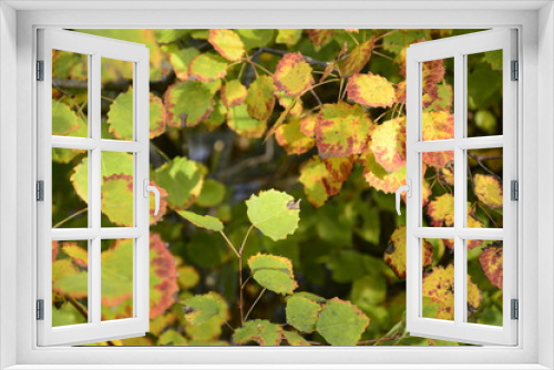 Fototapeta Naklejka Na Ścianę Okno 3D - green leaves on autumn trees