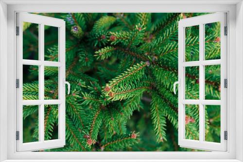 Fototapeta Naklejka Na Ścianę Okno 3D - Natural spruce branches, soft focus.