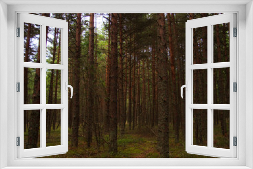 Fototapeta Naklejka Na Ścianę Okno 3D - Pinery