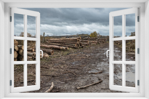 Fototapeta Naklejka Na Ścianę Okno 3D - Many softwood logs lie along the road in mud and puddles on a cloudy fall afternoon at an old abandoned sawmill.