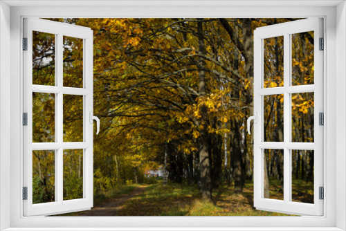 Fototapeta Naklejka Na Ścianę Okno 3D - Falling oak leaves on the scenic autumn forest