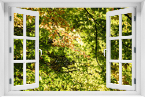 Fototapeta Naklejka Na Ścianę Okno 3D - Bosque frondoso con hojas otoñales. 