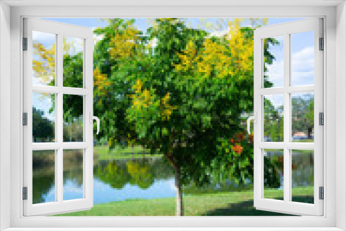 Fototapeta Naklejka Na Ścianę Okno 3D - Koelreuteria paniculata tree and flower in Autumn. Common names include goldenrain tree, pride of India, China tree, or varnish tree. The yellow flowers have turned into brownish colored seed pods.