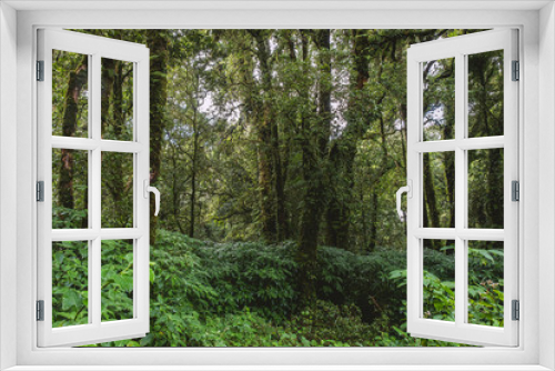 Fototapeta Naklejka Na Ścianę Okno 3D - Forest Nature Concept Background.