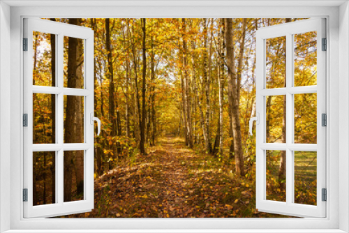 Fototapeta Naklejka Na Ścianę Okno 3D - Jesień w lesie 