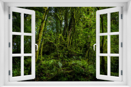 Fototapeta Naklejka Na Ścianę Okno 3D - Green Forest of Sikkim