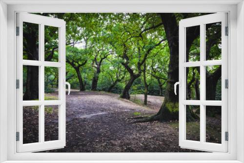 Fototapeta Naklejka Na Ścianę Okno 3D - Epping forest in London