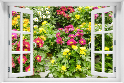 Fototapeta Naklejka Na Ścianę Okno 3D - Yellow, white, purple, pink chrysanthemums - spring messengers standing in the pots on shelfs. Spring compositions in the flowers pot, at a market in the spring.Colorful flowers int the pot on a shelf