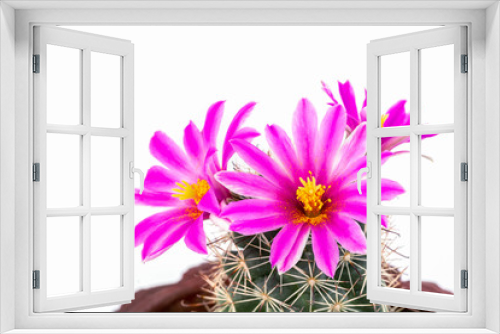 Fototapeta Naklejka Na Ścianę Okno 3D - Macro shot of a beautiful pink blooming cactus flower with green blur background.