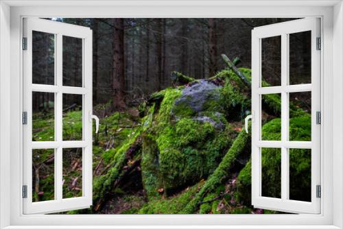 Fototapeta Naklejka Na Ścianę Okno 3D - Moss on stones in the forest of Adrspach-Teplice Rocks