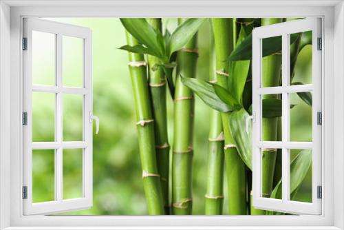 Fototapeta Naklejka Na Ścianę Okno 3D - Beautiful green bamboo stems on blurred background