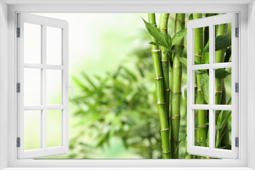 Fototapeta Naklejka Na Ścianę Okno 3D - Green bamboo stems on blurred background. Space for text