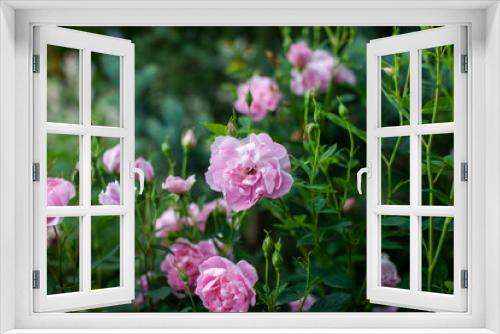 Fototapeta Naklejka Na Ścianę Okno 3D - rose / cultivars / Sharing a Happiness / シェアリングアハピネス