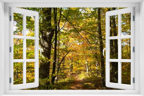Fototapeta Naklejka Na Ścianę Okno 3D - Beautiful Colorful Autumn forest with golden leaves