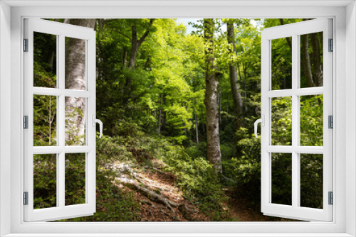 Fototapeta Naklejka Na Ścianę Okno 3D - Hayedo (bosque) en primavera