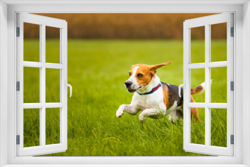 Fototapeta Naklejka Na Ścianę Okno 3D - Happy Beagle dog running in autumn in green grass at rural field.