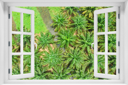 Fototapeta Naklejka Na Ścianę Okno 3D - Palm oil plantation field aerial view scene
