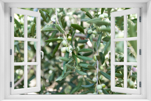 Fototapeta Naklejka Na Ścianę Okno 3D - Close Up of Olives Growing on Trees on Summer