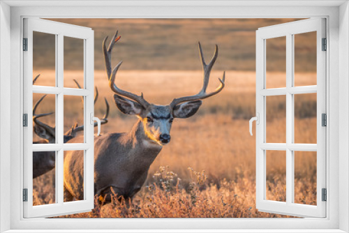 Fototapeta Naklejka Na Ścianę Okno 3D - Mule deer buck in rut in autumn