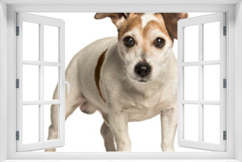 Fototapeta Naklejka Na Ścianę Okno 3D - Old Jack Russell terrier, 14 years old standing against white ba