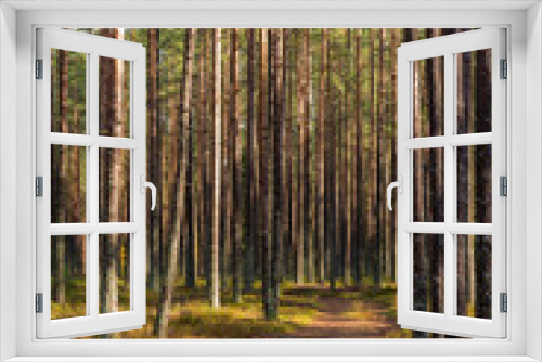 Fototapeta Naklejka Na Ścianę Okno 3D - landscape in a pine forest