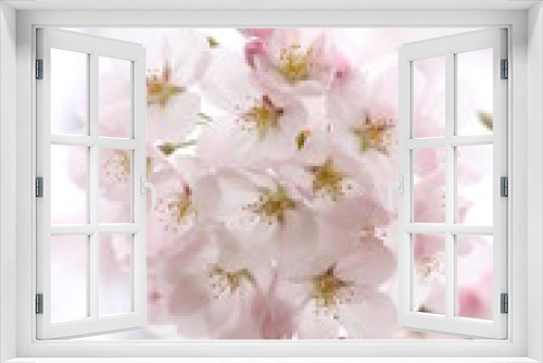 Fototapeta Naklejka Na Ścianę Okno 3D - ふくふく地蔵の桜
