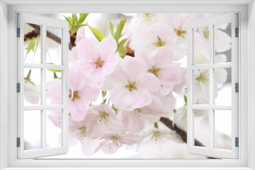 Fototapeta Naklejka Na Ścianę Okno 3D - 太陽の広場の桜