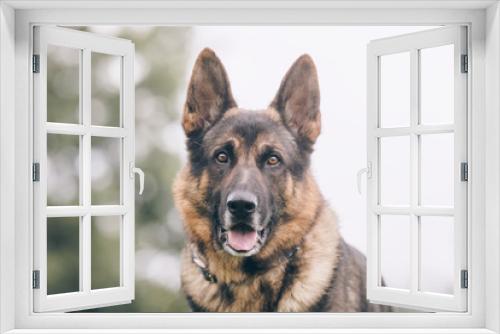 Fototapeta Naklejka Na Ścianę Okno 3D - Portrait of a beautiful dog 