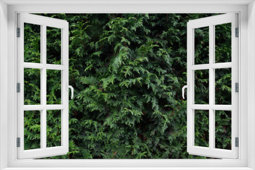 Fototapeta Naklejka Na Ścianę Okno 3D - Floral background of cypress leaves