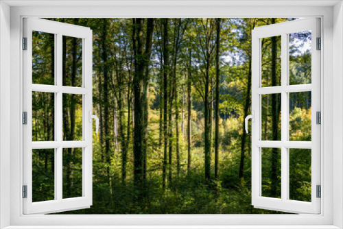 Fototapeta Naklejka Na Ścianę Okno 3D - Wiederaufforstung im Wald