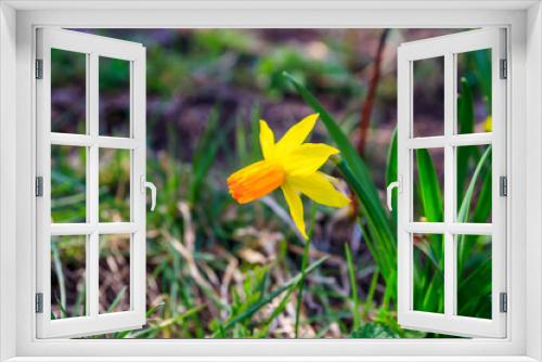 Fototapeta Naklejka Na Ścianę Okno 3D - Yellow daffodil flowers in garden. Beautiful narcissus on flowerbed