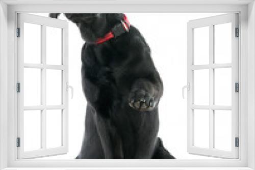 Fototapeta Naklejka Na Ścianę Okno 3D - Give me the paw. Puppy Labrador retriever isolated