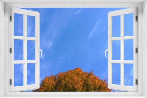 Fototapeta Naklejka Na Ścianę Okno 3D - 紅葉の木の頭と青空