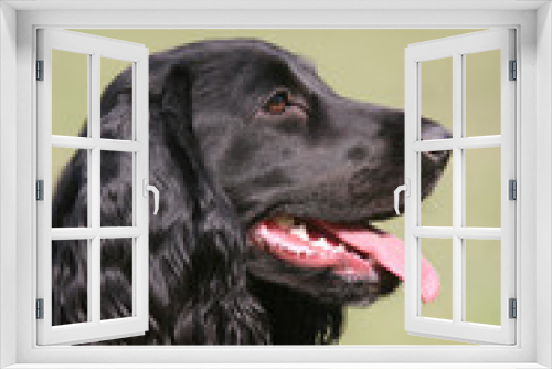 Fototapeta Naklejka Na Ścianę Okno 3D - black english cocker spaniel with loll tongue