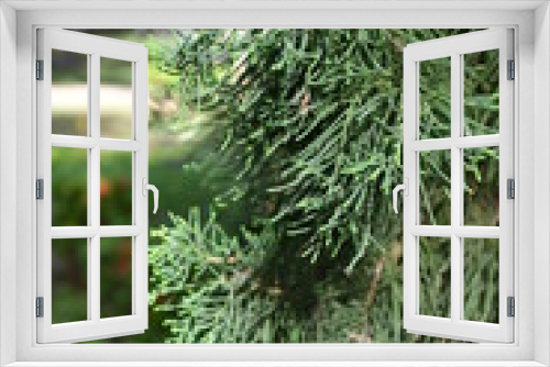Fototapeta Naklejka Na Ścianę Okno 3D - christmas tree on green background