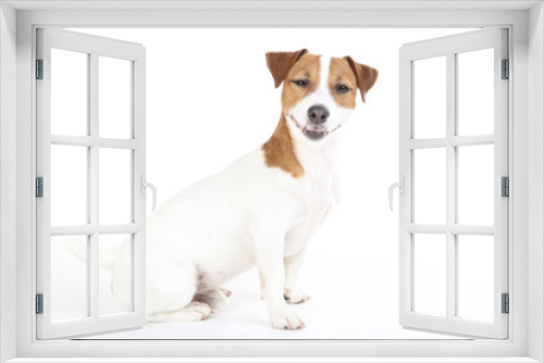 Fototapeta Naklejka Na Ścianę Okno 3D - Beautiful Jack Russell Terrier dog isolated on white background