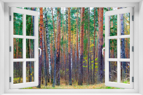Fototapeta Naklejka Na Ścianę Okno 3D - quiet scenic autumn forest with red berries of mountain ash and yellow foliage of deciduous trees among orange trunks of pines. Autumn nature landscape.