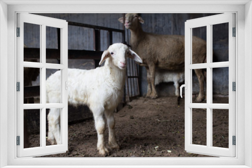 Fototapeta Naklejka Na Ścianę Okno 3D - Lamb