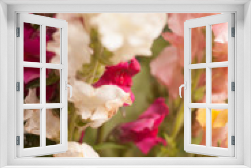 Fototapeta Naklejka Na Ścianę Okno 3D - colorful flowers