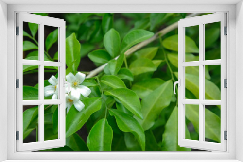 Fototapeta Naklejka Na Ścianę Okno 3D - Fresh bouquet white orange jasmine flower. Beauty green leaves on branch.