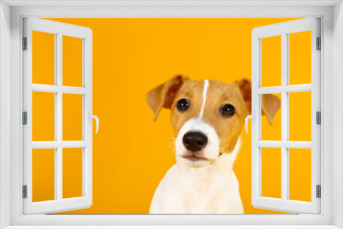 Fototapeta Naklejka Na Ścianę Okno 3D - Cute two months old Jack Russel terrier puppy with folded ears. Small adorable doggy with funny fur stains isolated on yellow background. Close up, copy space.