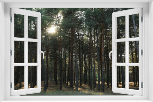 Fototapeta Naklejka Na Ścianę Okno 3D - Sun peeks out of the pines. Beautiful pine forest