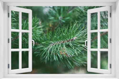 Fototapeta Naklejka Na Ścianę Okno 3D - Beautiful green Christmas tree in the forest