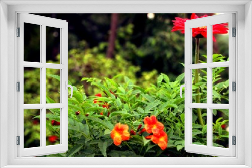 Fototapeta Naklejka Na Ścianę Okno 3D - red flowers in the garden