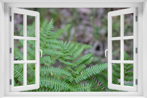 Fototapeta Naklejka Na Ścianę Okno 3D - Close-up of the structures of the Ostrich Fern plant.