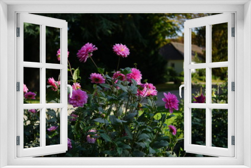Fototapeta Naklejka Na Ścianę Okno 3D - Dahlien in Pink
